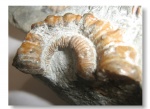 Ammonitoceras   2