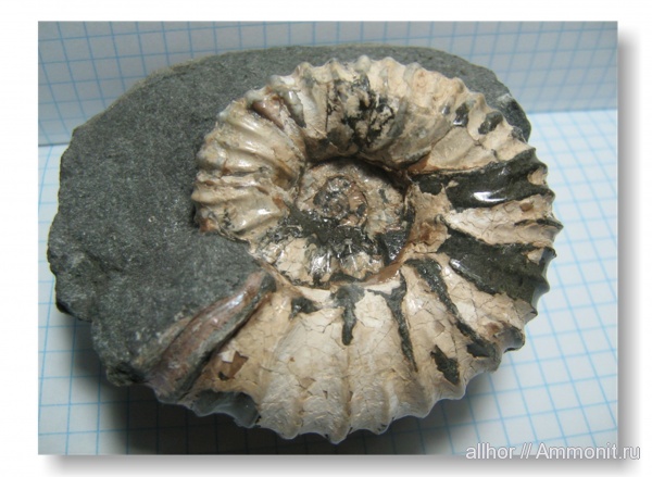 мел, Acanthohoplites, р. Курджипс, Cretaceous