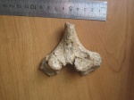 фрагмент позвонка завра(Шацк)(Polyptychodon)