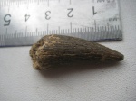 зуб,плезиозаврида из Шацка