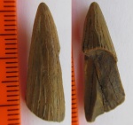 плезиозаврик(2)