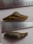 боковой зуб Heterodontus