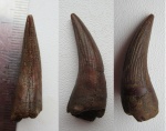 зуб плезиозавра