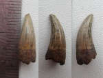 зуб плезиозавра
