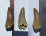 зуб плиозавра