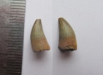 Зуб плезиозавра