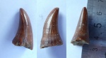 зуб мозазавра