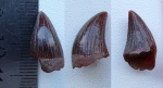 плиозавр 3