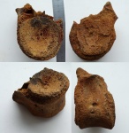 позвонок плезиозавра