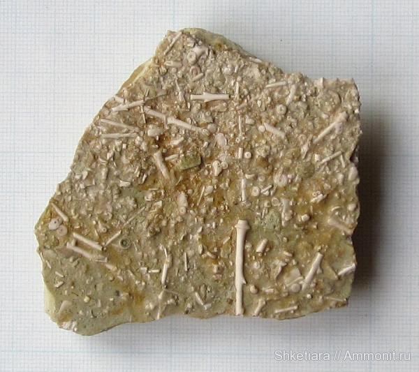 карбон, Цемгигант, Archaeocidaris, верхний карбон, Archaeocidaris mosquensis, касимовский ярус