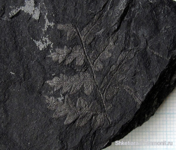 карбон, Carboniferous, Донбасс, Mariopteris, Mariopteris nervosa