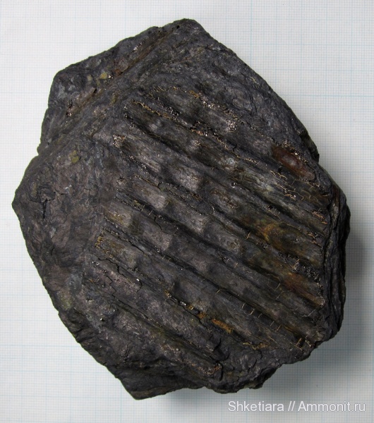 карбон, Carboniferous, сигиллярия, Донбасс, Sigillaria