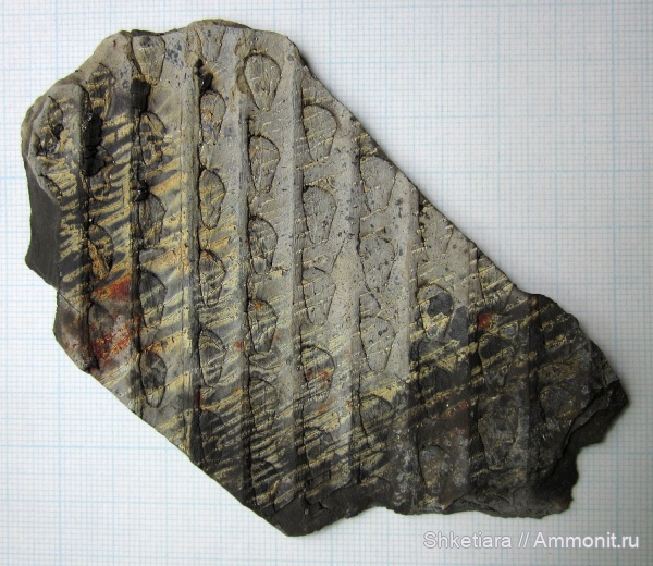 карбон, Carboniferous, сигиллярия, Донбасс, Sigillaria