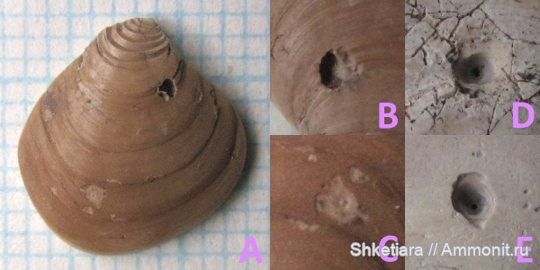 оксфорд, верхняя юра, Московская область, Astartidae, оксфордский ярус, Тимонино, Oichnus