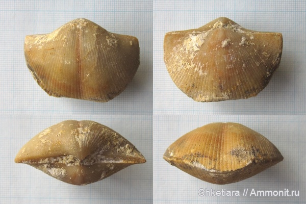 брахиоподы, карбон, Choristites, Горы, Московская область, средний карбон, Choristites mosquensis, Spiriferida