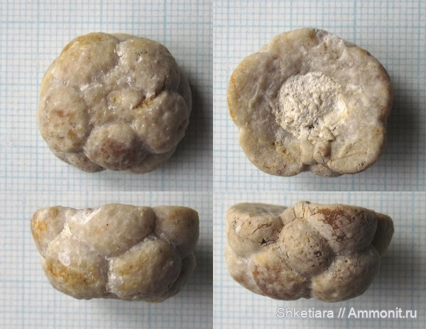 морские лилии, карбон, Горы, Mooreocrinus, Московская область, средний карбон, Mooreocrinus geminatus, Crinoidea, Cromyocrinidae