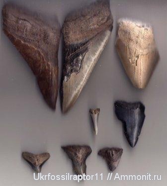?, Carcharodon, Carcharocles, Hemipristis, Carcharodon carcharias, Carcharocles megalodon, Carcharinus obcurus, Hemipristis serra, Carcharinus