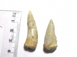 Зубы 3 - Enchodus libycus