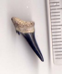 Передний зуб  Mennerotodus или зуб песчаной?