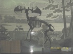 Megaloceras giganteum