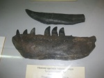 Челюсть и зуб Тираннозавра