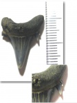 Крупный зуб Jaekelotodus trigonalis