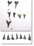 Jaekelotodus - набор зубов
