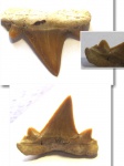 Cretalamna biauriculata - верхний задний