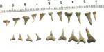 Моя попытка создать зубной ряд сеноманской акулы Eostriatolamia subulata