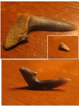 Половинка зубы акулы Carcharias acutissima