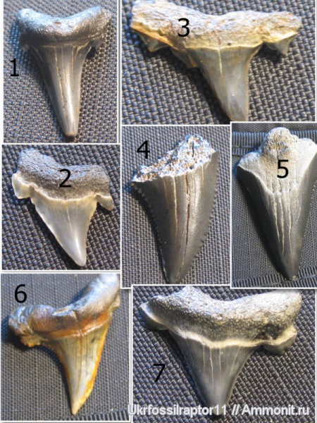 зубы акул, Carcharocles, Elasmobranchii, Otodus, Киев, Carcharocles auriculatus, Otodus obliquus, Otodontidae, Carcharocles sokolowi, shark teeth