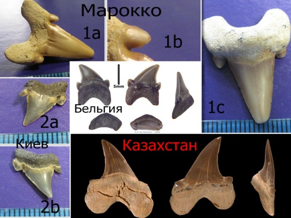 зубы, Марокко, акулы, Казахстан, зубы акул, Elasmobranchii, Киев, Parotodus, teeth, shark teeth, sharks