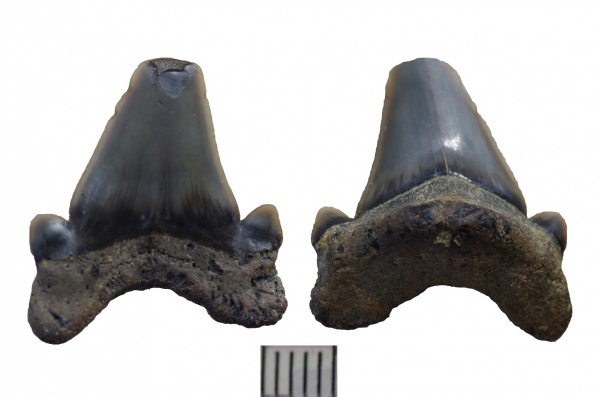 зубы, акулы, Cretoxyrhina, Elasmobranchii, Канев, Cretoxyrhina vraconensis, teeth, sharks