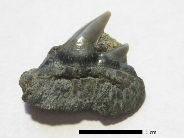 эоцен, зубы акул, Elasmobranchii, Notorhynchus, Киев, Hexanchiformes, shark teeth