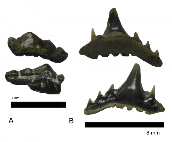 мел, зубы акул, Elasmobranchii, Synechodus, Канев, Synechodontiformes, shark teeth
