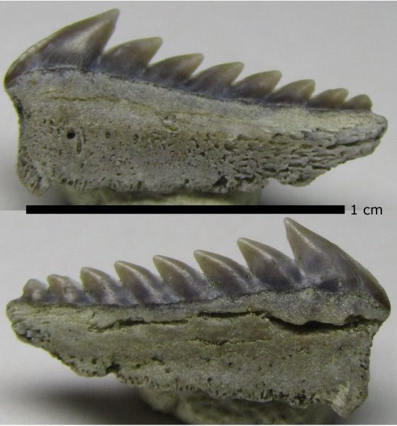эоцен, зубы акул, Elasmobranchii, Киев, Hexanchus, Hexanchiformes, shark teeth, Hexanchus microdon