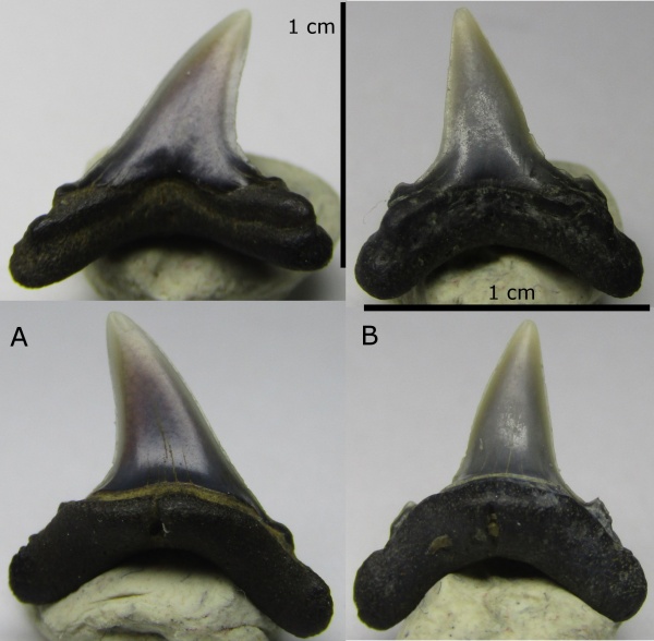 эоцен, зубы акул, Elasmobranchii, Киев, Alopias, shark teeth