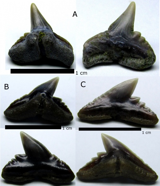 эоцен, зубы акул, Elasmobranchii, Physogaleus, Киев, Carcharhiniformes, shark teeth