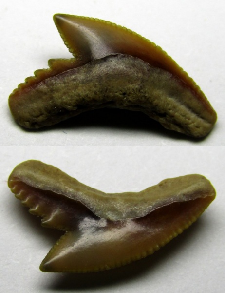зубы, акулы, Elasmobranchii, Galeocerdo, Carcharhiniformes