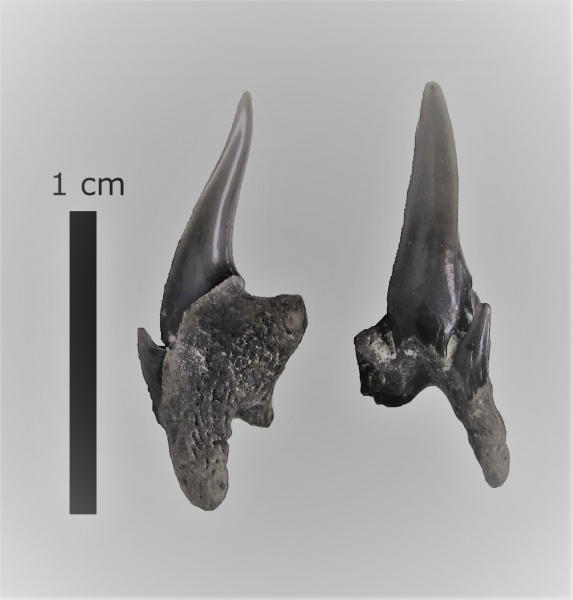 зубы, акулы, зубы акул, Канев, Pseudoscapanorhynchus