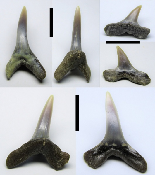 зубы, акулы, зубы акул, Elasmobranchii, Anomotodon, Mitsukurinidae, Anomotodon sheppeyensis