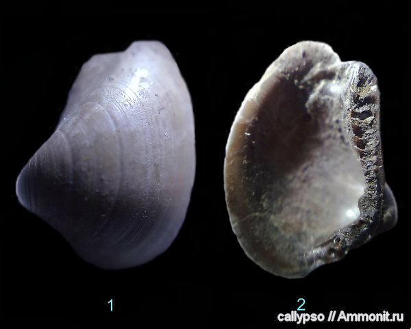 двустворчатые моллюски, Ярославская область, Nucula, nucula calliope, Мягкая