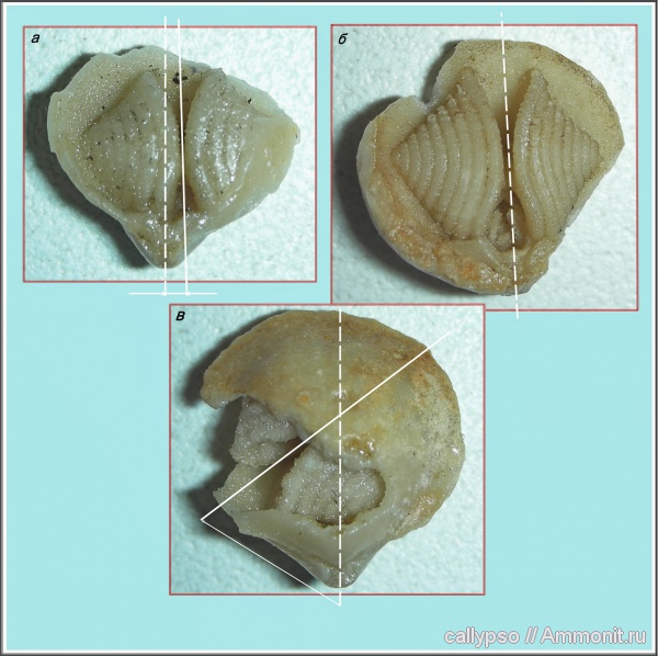 ручной аппарат, Athyridida, казанский ярус, Cleiothyridina pectinifera, brachiopod lophophore
