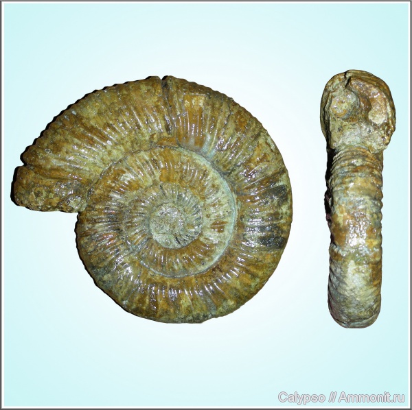 оксфорд, Perisphinctes, Perisphinctidae, Perisphinctes martelli, Oxfordian
