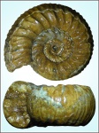 Kranaosphinctes bolobanowi  (Nik.)