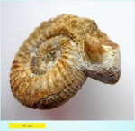 Perisphinctes & Parallelodon pictum (Milasch.)