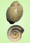 Parvulactaeon kostromensis sp. nov.