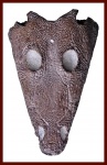 Benthosuchus korobkovi Ivachnenko.