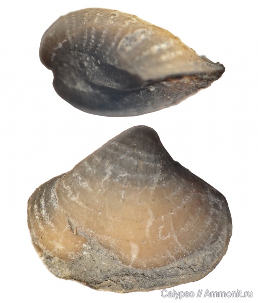 Spiriferida, Phricodothyris, phricodothyris lineata, Elythidae