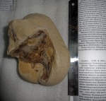 Задняя часть  черепа Thoosuchus yakovlevi.